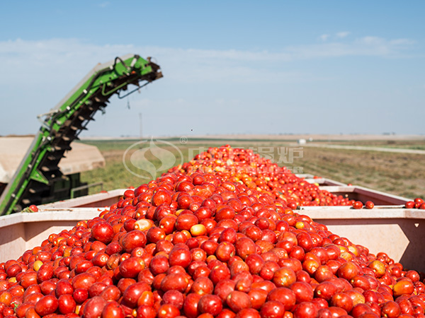 新疆番茄成熟季