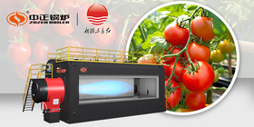 中正SZS系列燃气蒸汽锅炉赋能新疆红色产业 成为番茄行业可靠力量