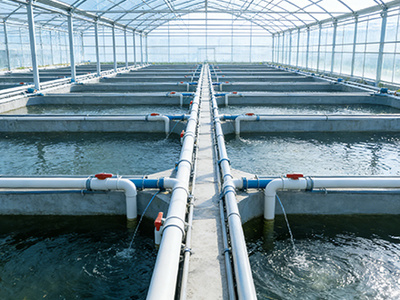 饲料行业鱼粉厂高效生物质锅炉解决方案