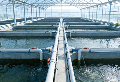 饲料行业鱼粉厂高效生物质锅炉解决方案